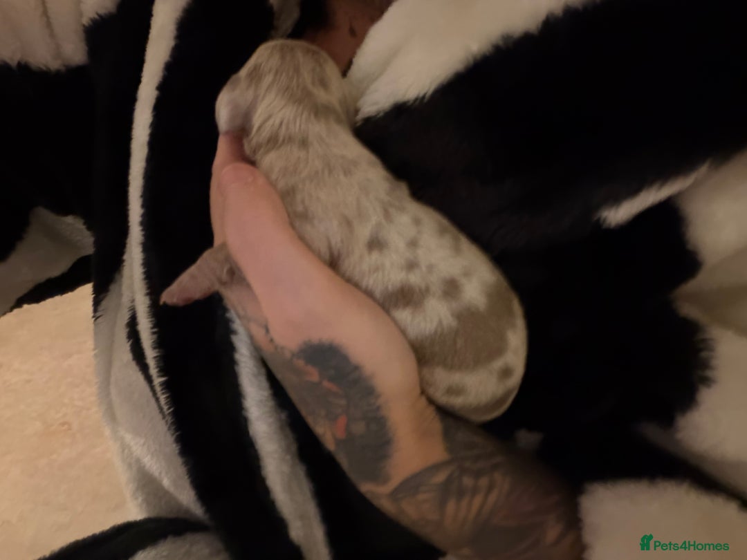 Miniature Dachshund dogs for sale: miniature dachshund - Advert 4