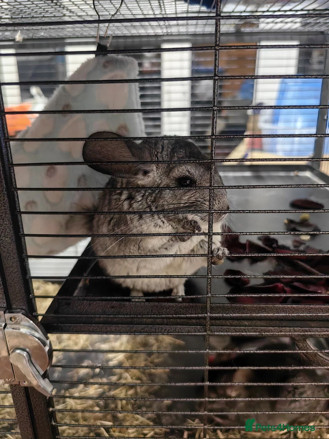 Chinchilla rodents for sale: X2 Chinchillas for sale  - Advert 1