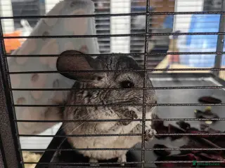 Chinchilla rodents X2 Chinchillas for sale - Advert 1