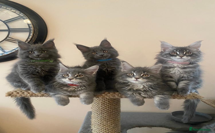 Maine Coon cats - Advert 2