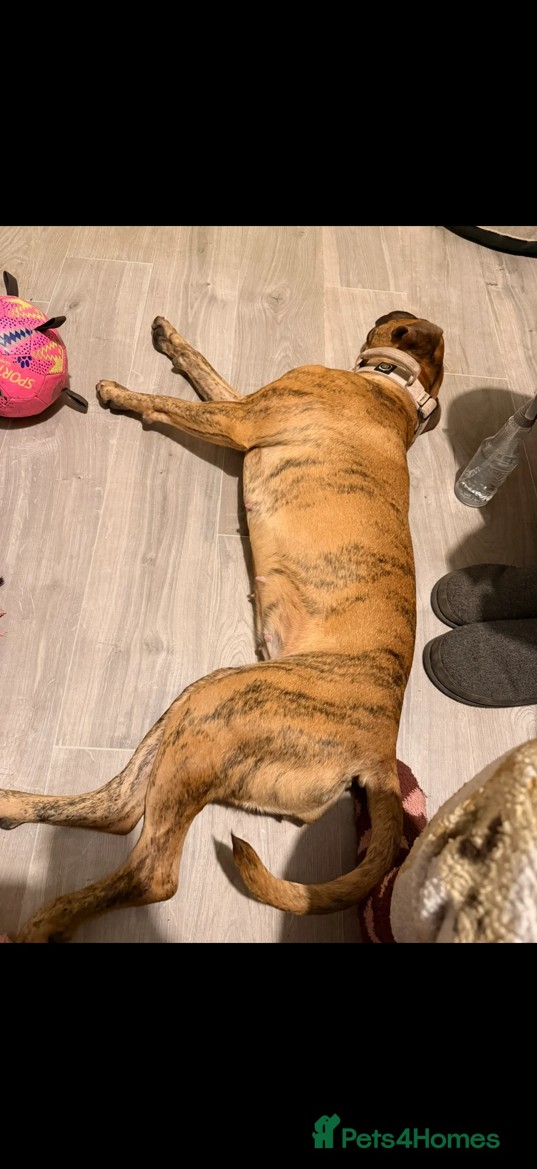 Presa Canario dogs for sale: Ecco  - Advert 5