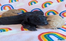 Miniature Poodle dogs for sale: Stunning Red & Phantom Miniature/Moyen Poodles - Image 19