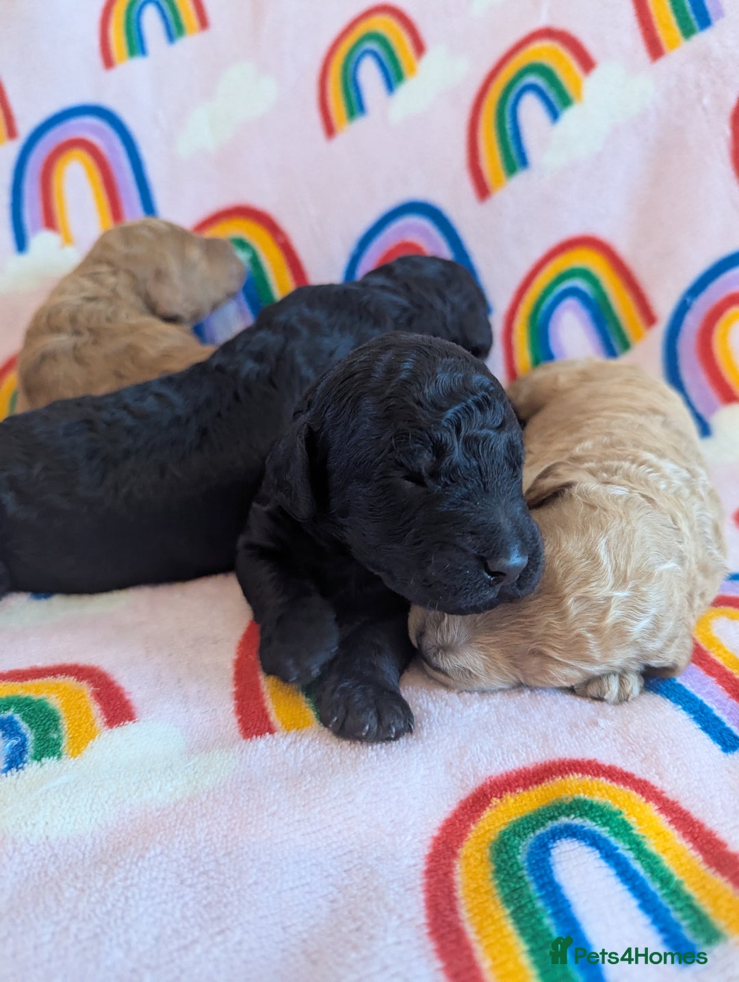 Miniature Poodle dogs for sale: Stunning Red & Phantom Miniature/Moyen Poodles - Image 19