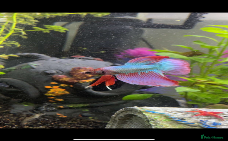 Bettas fish - Advert 11