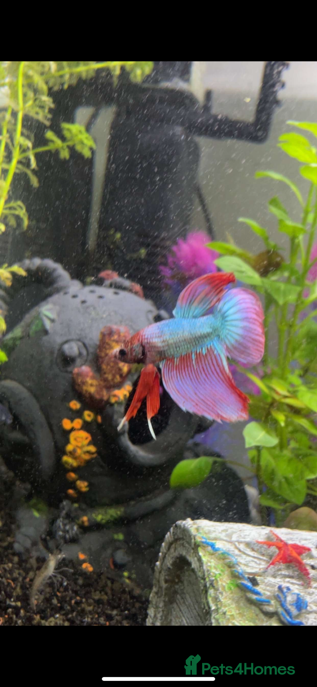 Bettas fish for sale: Male betta  - Image 1