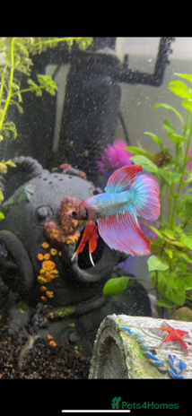 Bettas fish - Advert 11