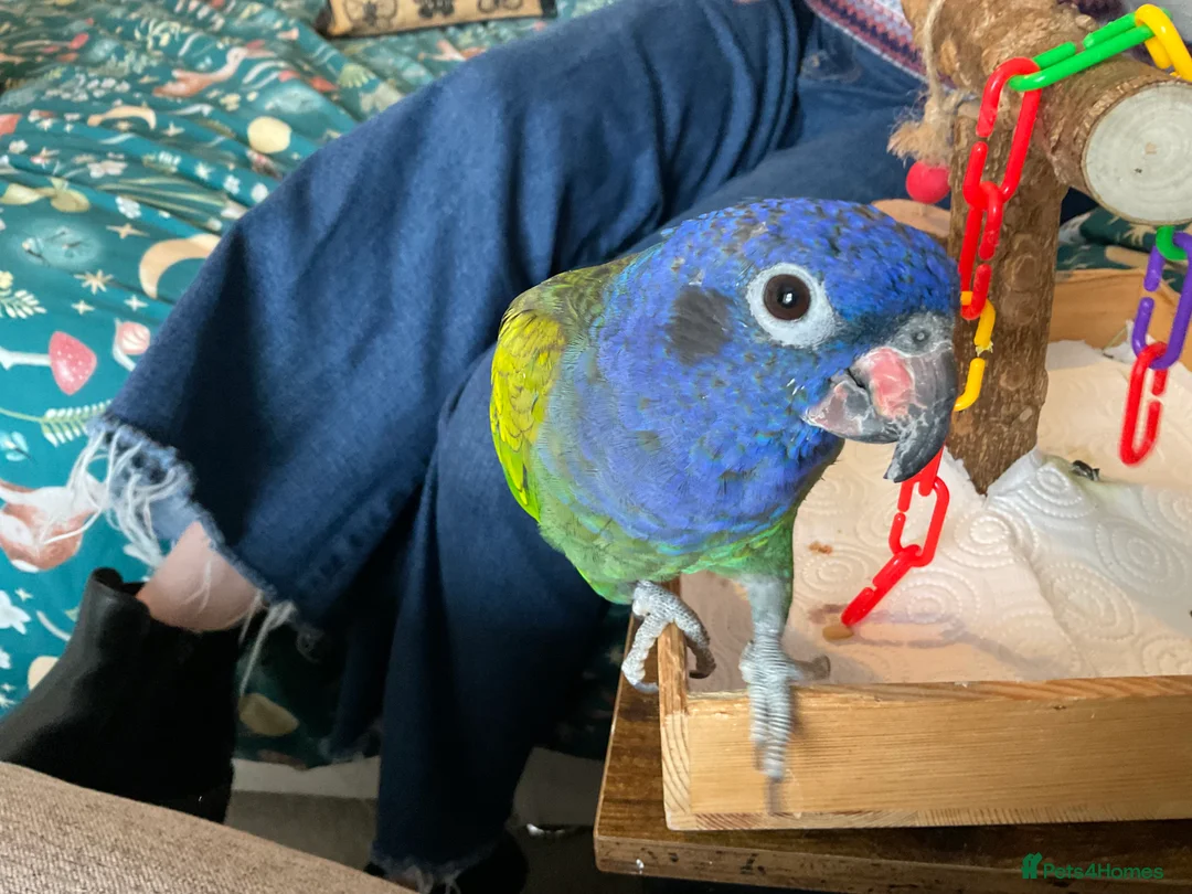 Parrots birds for sale: Rare H/R Blue Headed Pionus for sale. - Advert 2