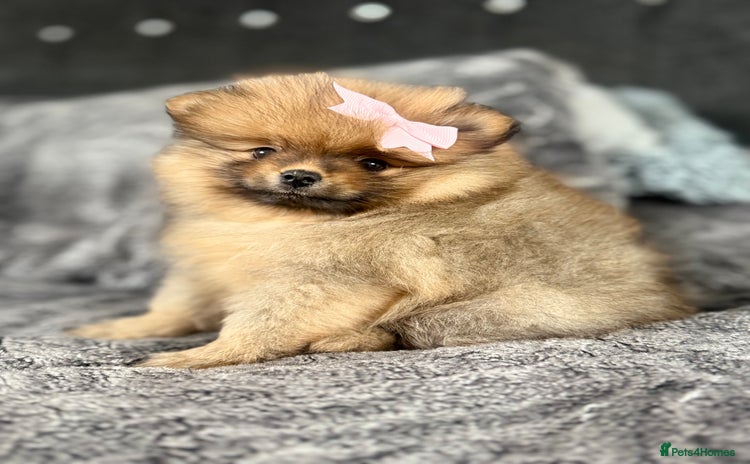 Pomeranian dogs - Advert 15