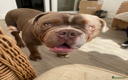 Old Tyme Bulldog dogs for sale: Old English/Tyme Bulldog for adoption  - Image 2