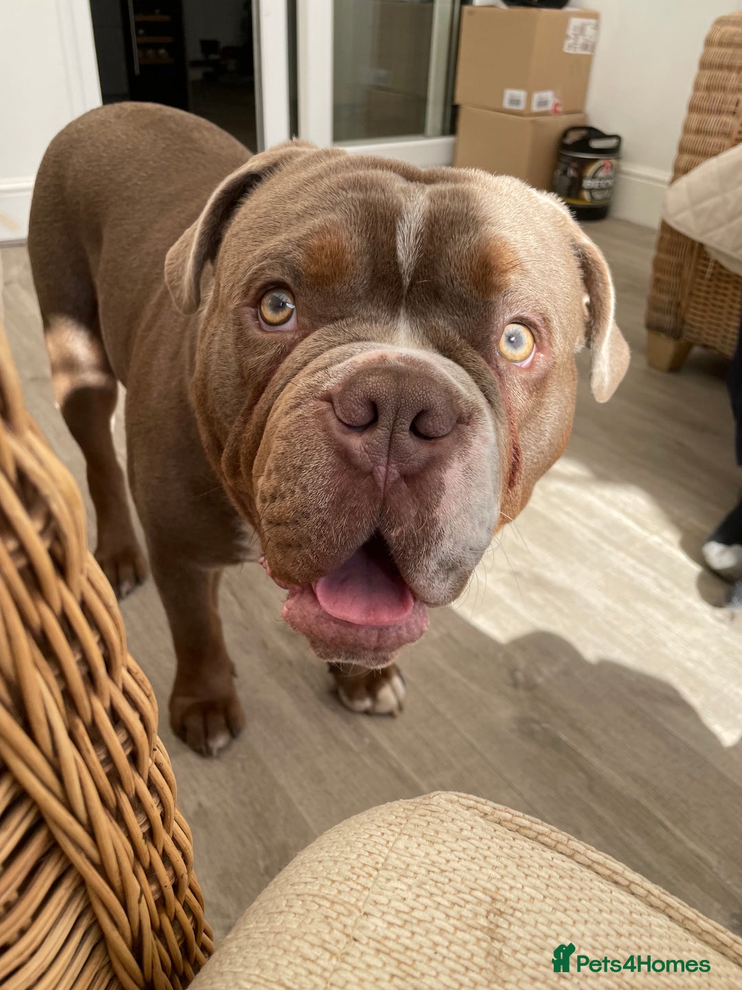 Old Tyme Bulldog dogs for sale: Old English/Tyme Bulldog for adoption  - Image 2
