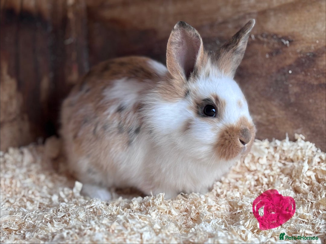 Mixed Breed rabbits for sale: Baby English Spot x Lionhead Rabbits For Sale - Advert 6