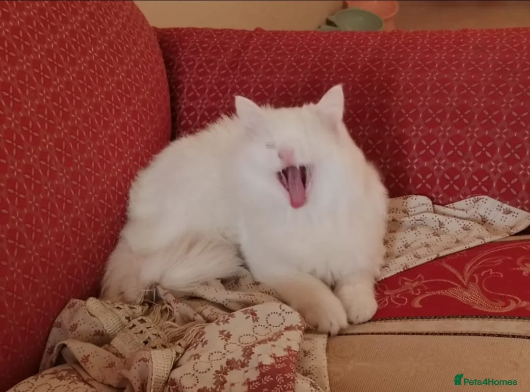 Mixed Breed cats for adoption: MIX TURKISH BONDED BOYS LUKI(White) JUNO NEUTERED  - Advert 4