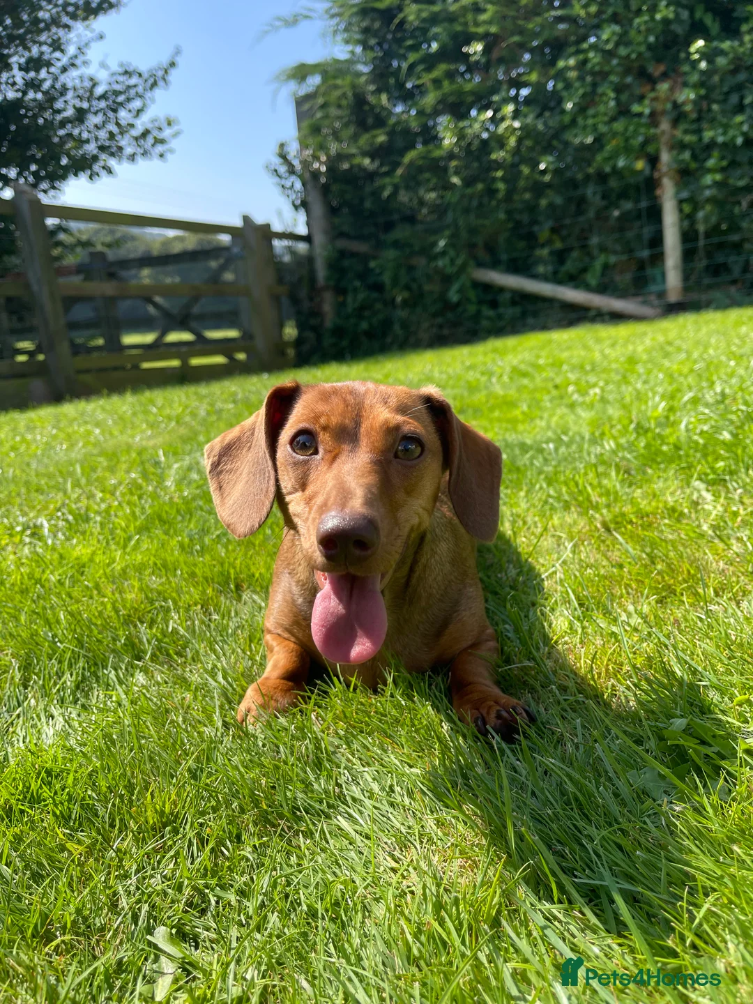 Miniature Dachshund dogs for sale: Loving home wanted for Beautiful Mini Dachshund - Advert 9