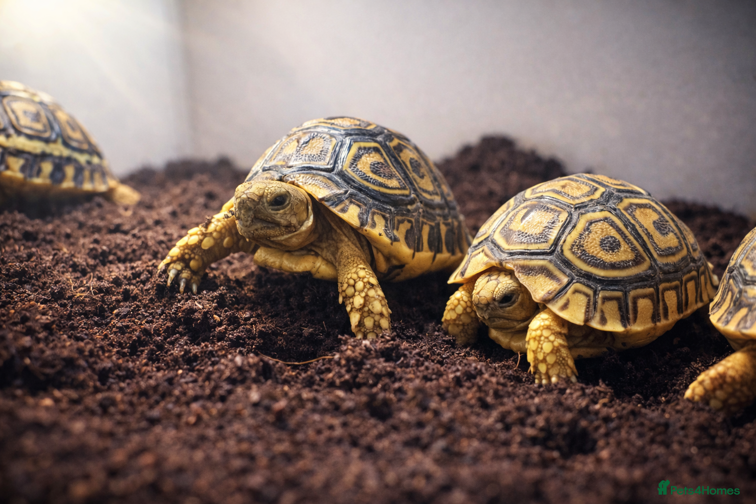 Tortoise reptiles BABY LEOPARD TORTOISES & SET UPS AVAILABLE NOW - Advert 2