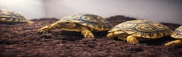 Tortoise reptiles for sale: BABY LEOPARD TORTOISES & SET UPS AVAILABLE NOW - Advert 2