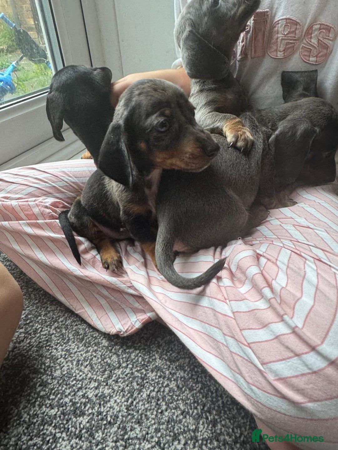 Dachshund dogs for sale: Miniature dachshunds ready now 💗 - Image 2