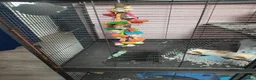Rat rodents for sale: 2 male rats with cage and accessories  in Leigh-on-Sea - Advert 3