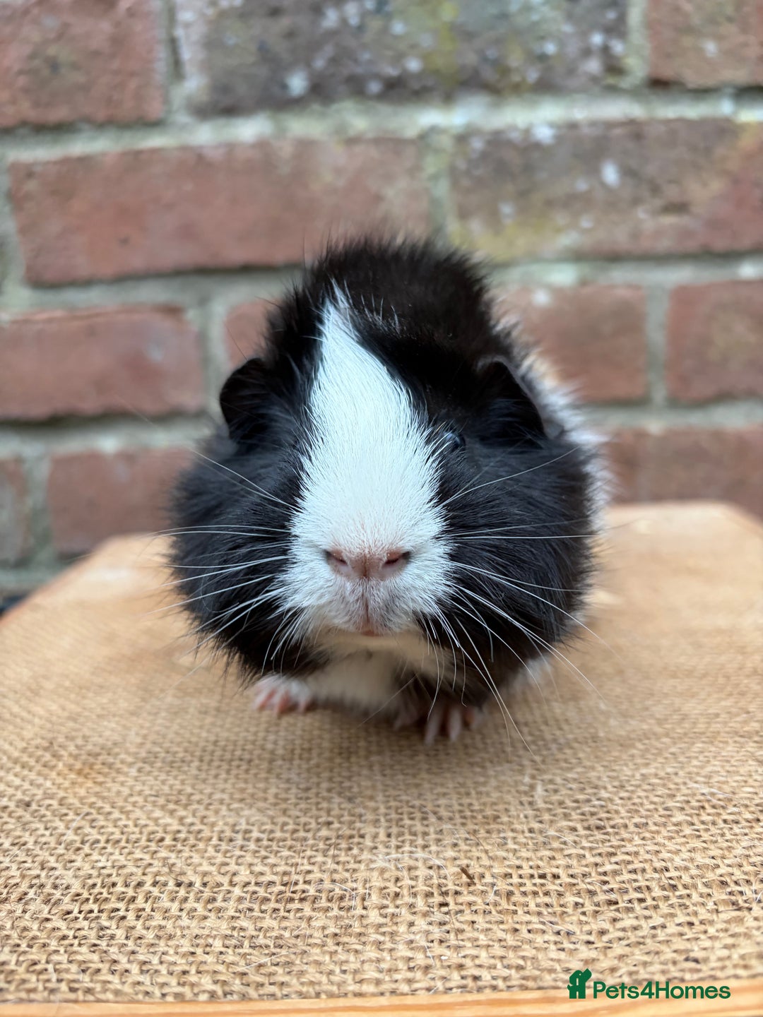 Guinea Pig rodents for sale: Two handsome boars  - Advert 3