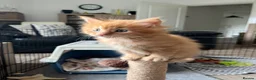 Maine Coon cats for sale: Beautiful Maine Coon Boy - Advert 13