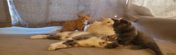 Mixed Breed cats for sale: Three gorgeous kittens available! - Advert 7
