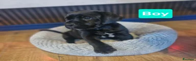 Cane Corso 2