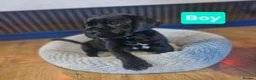 Cane Corso dogs for sale: Stunning cane corso pups - Advert 18