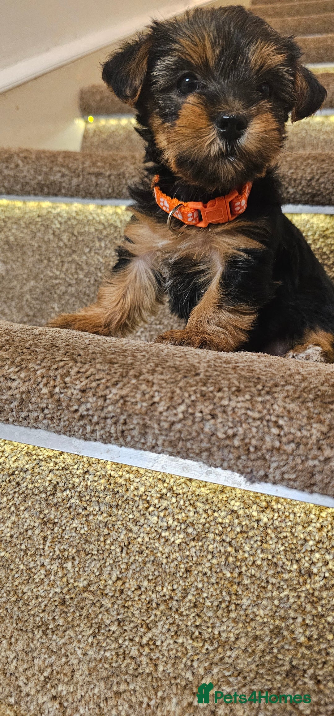 Yorkshire Terrier dogs for sale: Yorkshire Terrier puppies - Advert 28