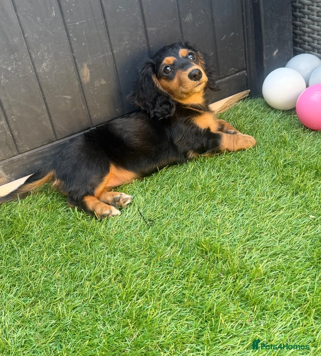 Miniature Dachshund dogs for sale: Quality LH KC mini dachshund 1 boy!!!! REDUCED !! - Advert 2