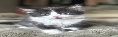 Mixed Breed Kitten 2