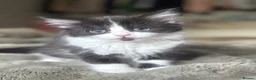 Mixed Breed cats for sale: Two beautiful kittens male and female  - Advert 4