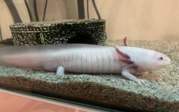 Axolotl reptiles for sale: 2 Adult male Axolotls and Full set up  - Image 4