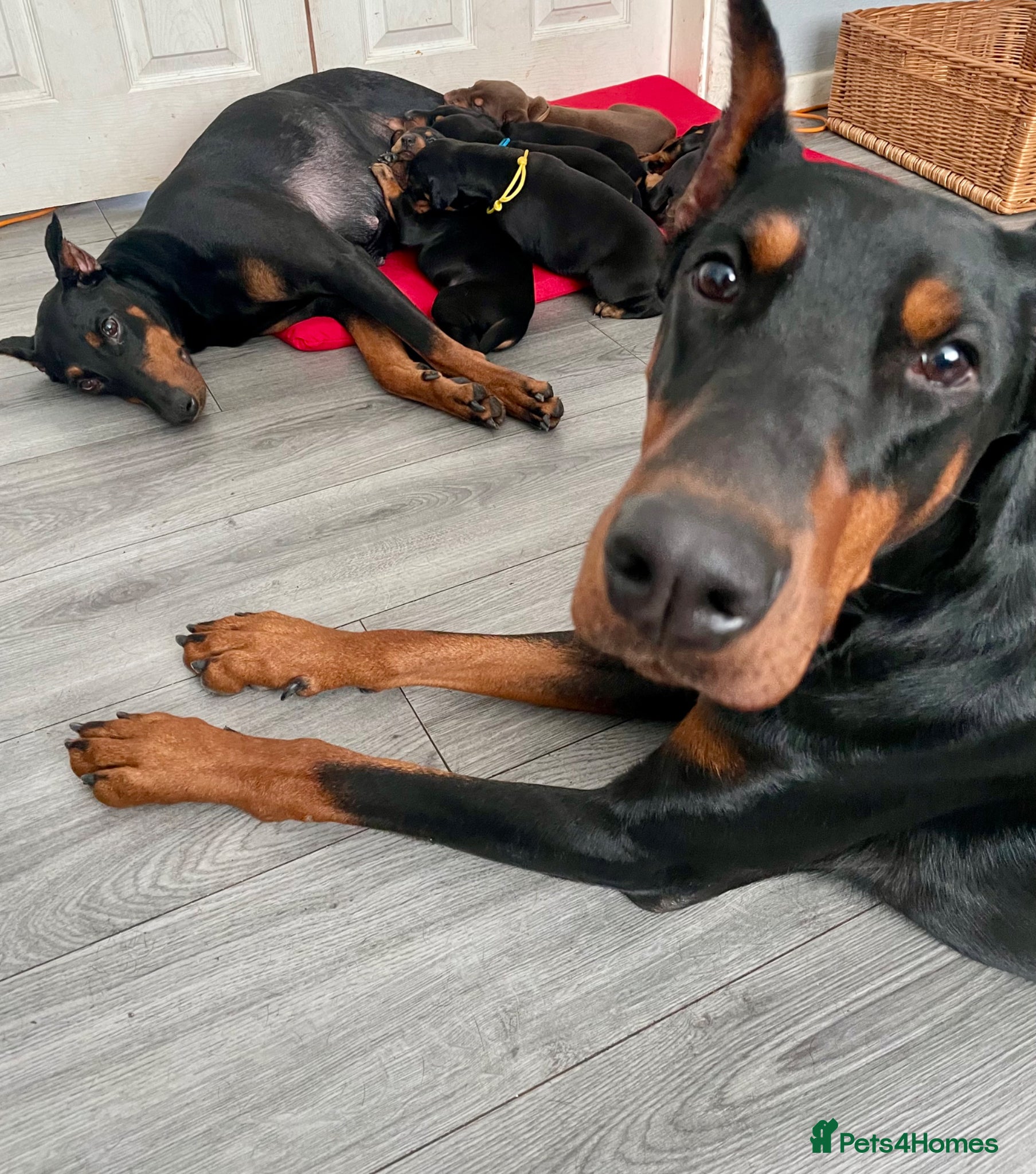 Dobermann dogs Doberman puppies  - Advert 1