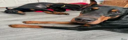 Dobermann dogs for sale: Doberman puppies  - Advert 1