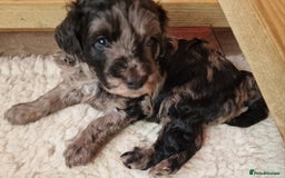 Goldendoodle dogs for sale: Gorgeous mini F1 goldendoodles - Image 17