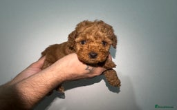 Miniature Poodle dogs for sale: 🐩 Outstanding Deep Red Miniature Poodle Puppies  - Image 9