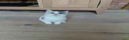 British Shorthair cats for sale: 5 GCCF REGISTERED KITTENS - Advert 21