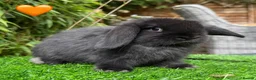 Mini Lop rabbits for sale: Beautiful Mixed Baby Minilops  - Advert 6