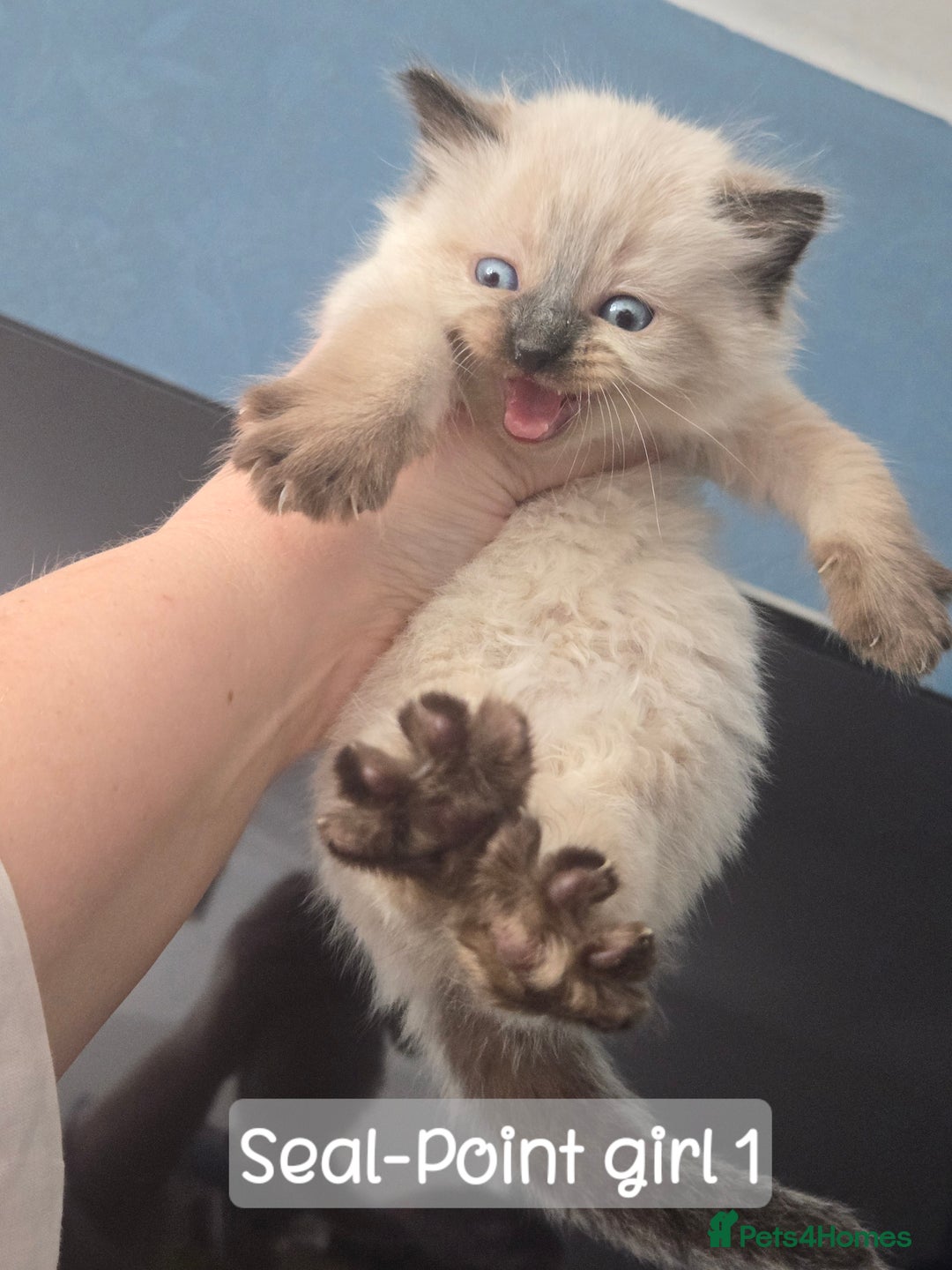 Ragdoll cats for sale: 12 half-Ragdolls (£150-£475) - Image 8