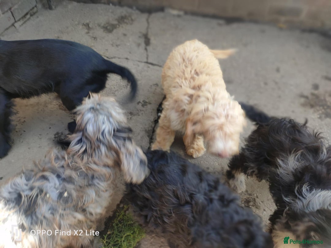 Cockapoo dogs for sale: 2 beautiful cockapoo desperate for forever homes  - Image 13