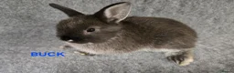 Netherland Dwarf rabbits for sale: Cute Netherland Dwarf Babies READY NOW - Advert 8