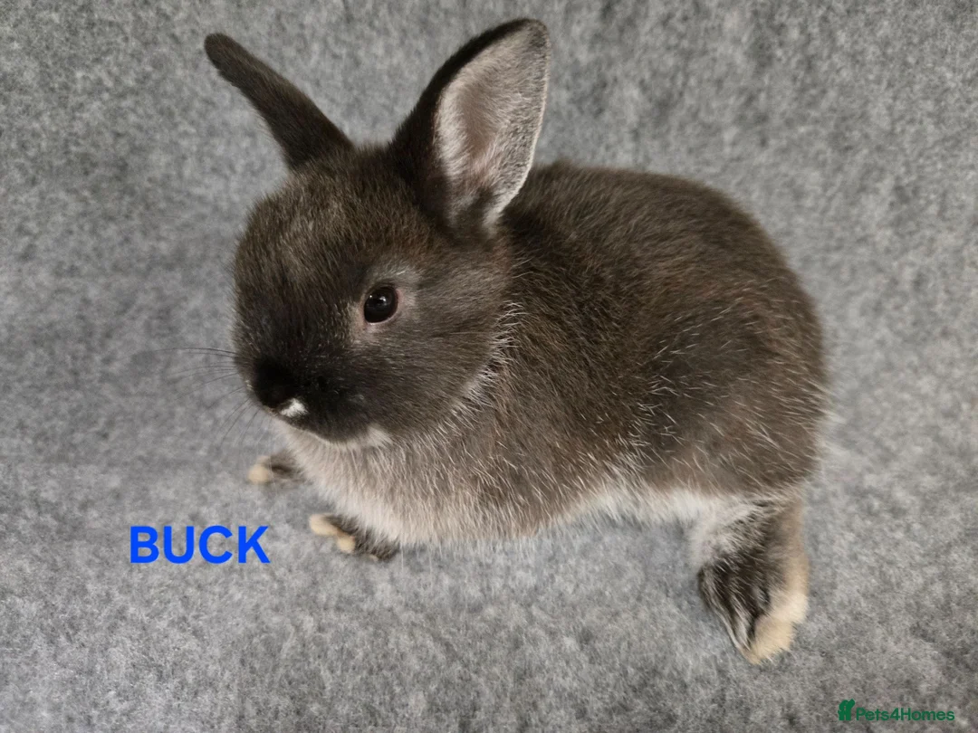 Netherland Dwarf rabbits for sale: Cute Netherland Dwarf Babies READY NOW - Advert 8