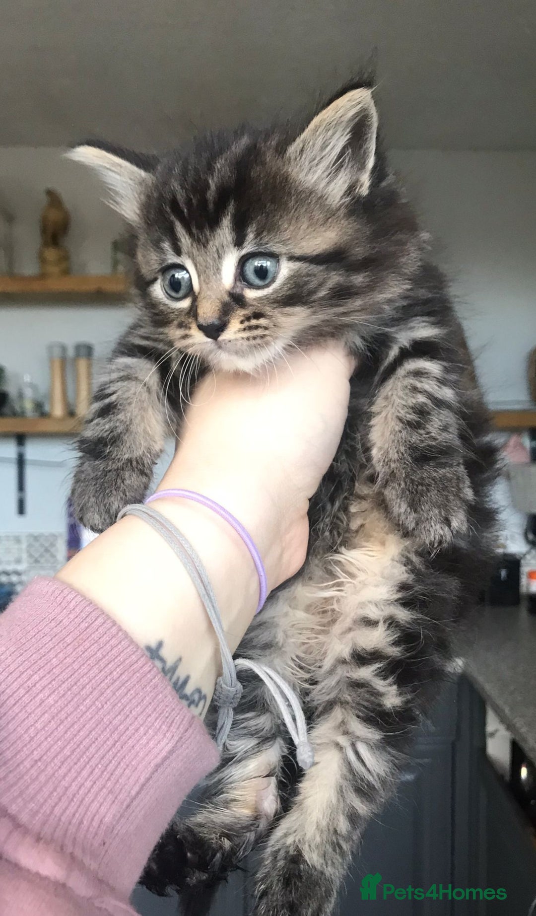 Mixed Breed cats for sale: 4 ragdoll cross mackerel tabby kittens  - Advert 6