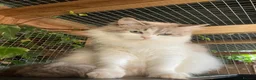 Siberian cats for sale: Retired Neva Siberian Queen  - Advert 5
