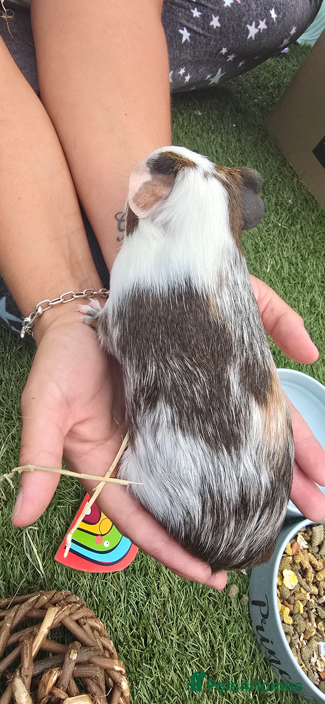 Guinea Pig rodents for sale: Male guinea pigs  - Advert 10