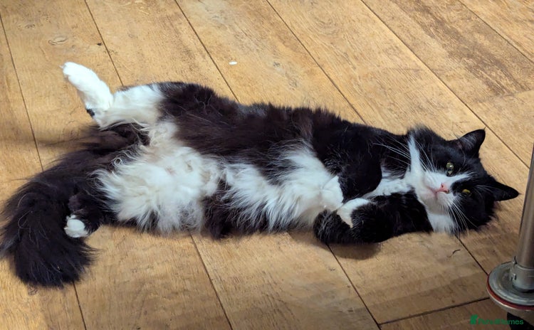 Maine Coon cats - Advert 10