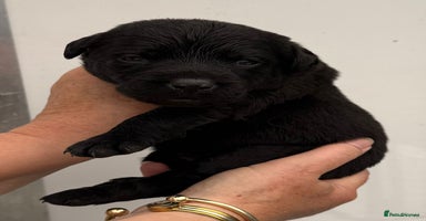 Labrador Retriever dogs - Advert 3
