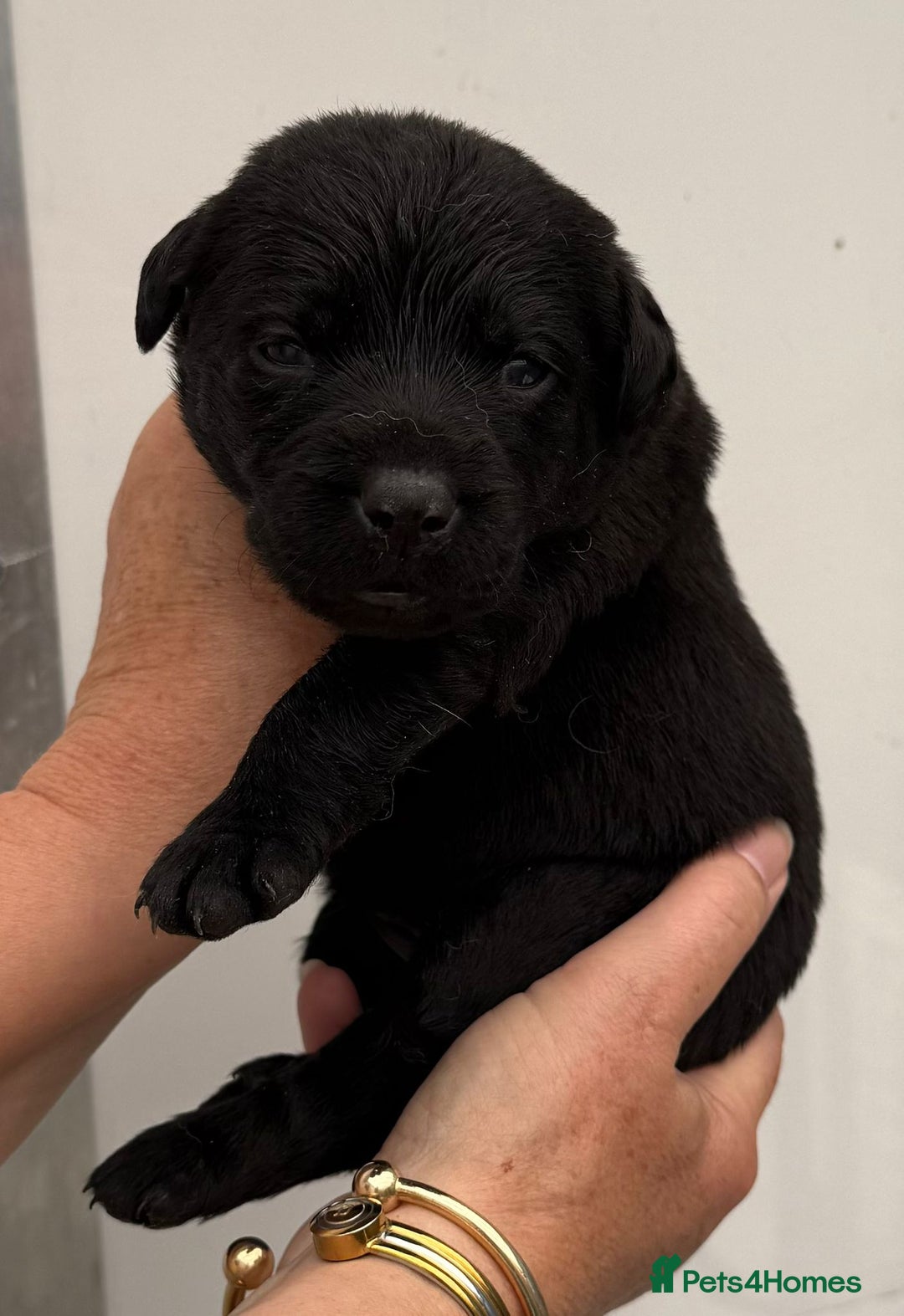 Labrador Retriever dogs for sale: Kc reg Black pups - Image 2