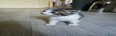 Maine Coon Kitten 2
