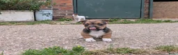 Jack Russell dogs for sale: Jack Russell Puppies - Advert 5