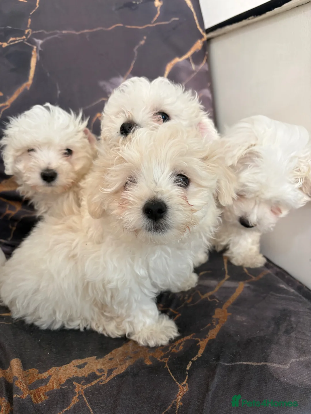 Mixed Breed dogs for sale: Adorable Bichon Frise x Maltese Puppies 🐶 in Dudley - Advert 9